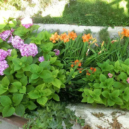 La Palma Bed & Breakfast Camporosso (Liguria)